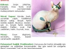 sphynx