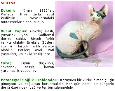 sphynx sphynx