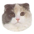 Scottish Fold Shorthair Scottish Fold Shorthair