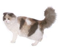 Scottish_Fold_Shorthair_L.jpg Scottish_Fold_Shorthair_L.jpg