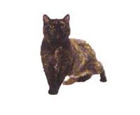 Selkirk_Rex_L.jpg Selkirk_Rex_L.jpg