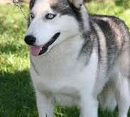 Siberian Husky300x450.jpg Siberian Husky300x450.jpg
