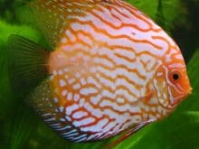 Sisman_Balik_Resimleri Sisman_Balik_Resimleri