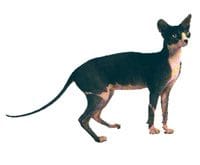 Sphnx_L.jpg Sphnx_L.jpg