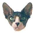 Sphynx kedisi