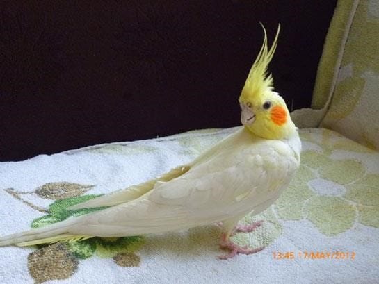 Sultan Papağanı Sultan Papağanı