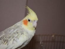 Sultan Papağanı_3.jpg Sultan Papağanı_3.jpg