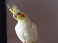 Sultan Papağanı_4.jpg Sultan Papağanı_4.jpg