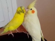 Sultan Papağanı_6.jpg Sultan Papağanı_6.jpg