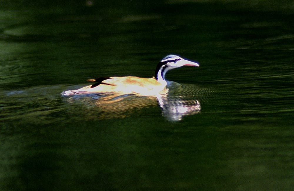 SUNGREBE Ördeği SUNGREBE Ördeği