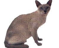Tonkinese_L.jpg