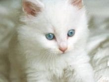 yavru kedi resimleri yavru kedi resimleri