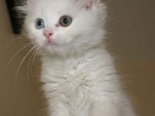 Van kedisi resimleri Van kedisi resimleri