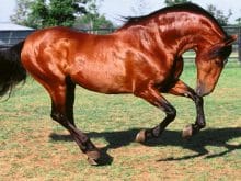 Yarış atları_1.jpg Yarış atları_1.jpg