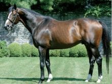 Yarış atları_3.jpg Yarış atları_3.jpg