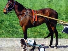 Yarış atları_5.jpg Yarış atları_5.jpg