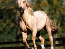 Yarış atları_6.Jpeg Yarış atları_6.Jpeg