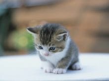 Yavru Kedi_2.jpg Yavru Kedi_2.jpg