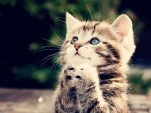 Yavru Kedi_4.jpg Yavru Kedi_4.jpg