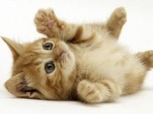 Yavru Kedi_5.jpg Yavru Kedi_5.jpg