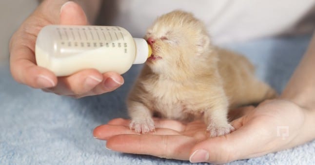 Yavru Kedi Resimleri Yavru Kedi Resimleri