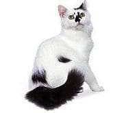 York_Chocolate_L.jpg York_Chocolate_L.jpg