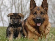 Zamp_mit_Welpe Zamp_mit_Welpe