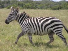 Zebra Zebra