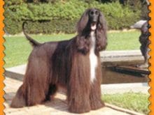 afgan_tazisi_kahve_ afgan_tazisi_kahve_