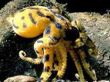 ahtapot 13 ahtapot 13