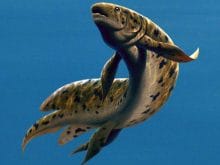 akcigerli balik 2 akcigerli balik 2