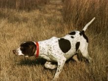 almankisatuylupointeravlaniyor almankisatuylupointeravlaniyor