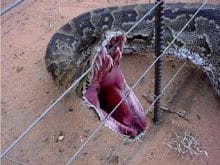 Piton yılanı Piton yılanı