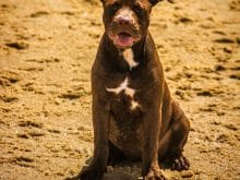 almeidaraoni20170916000857741 almeidaraoni20170916000857741