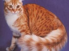 Havana kedisi Havana kedisi