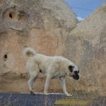 kangal