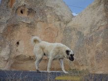 kangal kangal