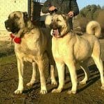 kangal