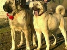kangal kangal
