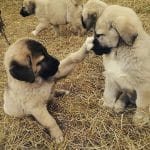 kangal yavruları