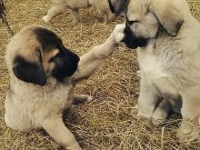 kangal yavruları kangal yavruları