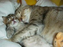 Anne sevgisi Kediler