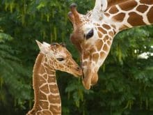 Zürafa resimleri Zürafa resimleri