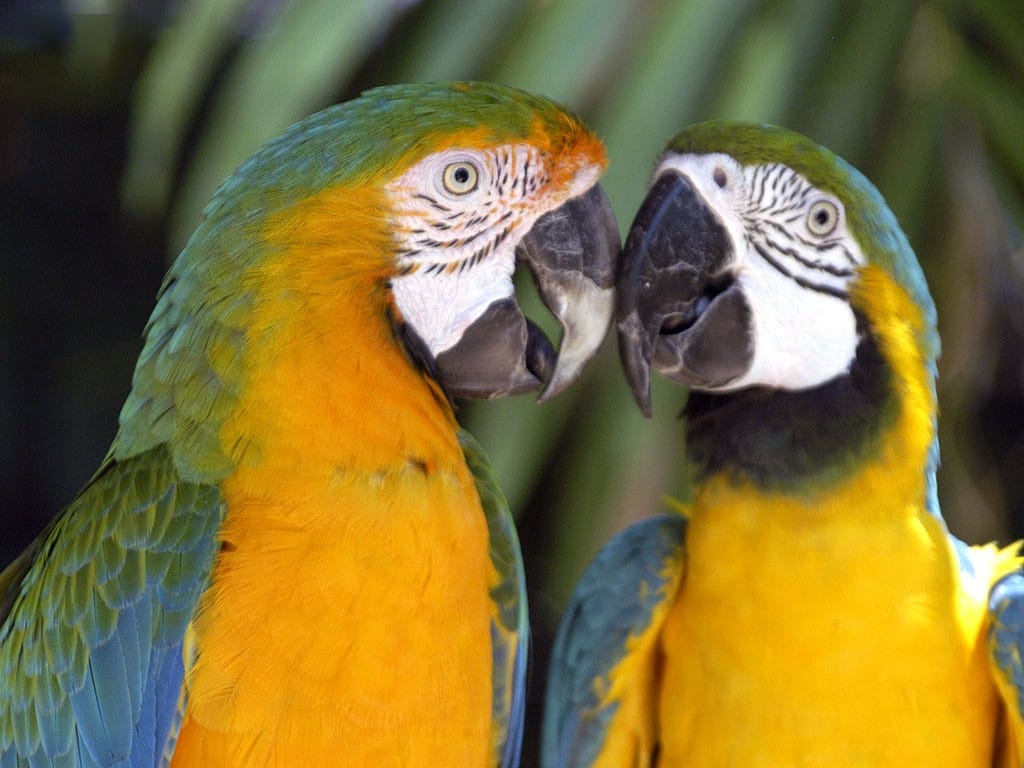 Aşık papağanlar Aşık papağanlar