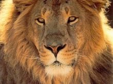 Aslan resimleri2 Aslan resimleri2