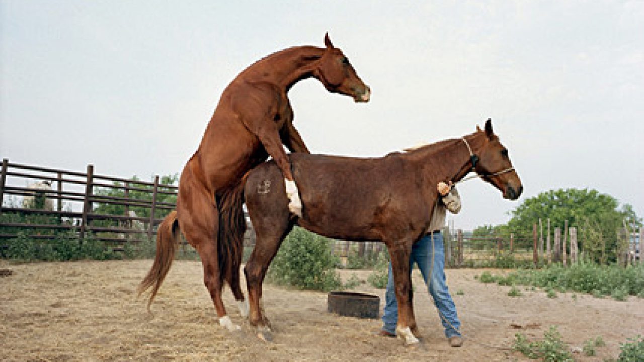 Atlarin Ciftlesmesi Hayvanlarda Ciftlesme Hayvanlar