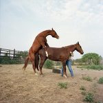 Atların Çiftleşmesi
