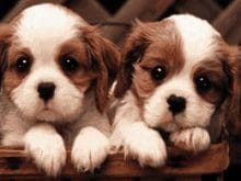 avustralya_coban_kopegi_yavrusu avustralya_coban_kopegi_yavrusu