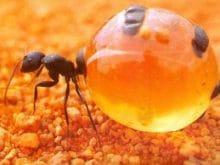 Avusturalyalı bal karıncası Avusturalyalı bal karıncası