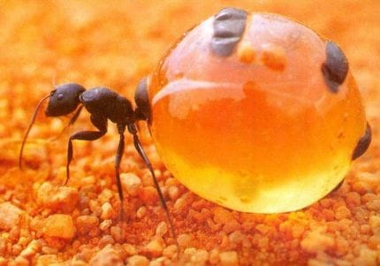 Avusturalyalı bal karıncası Avusturalyalı bal karıncası